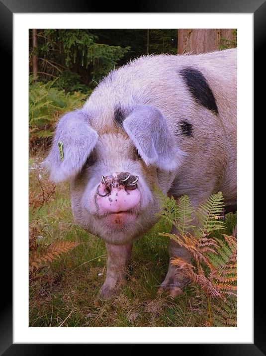 Punk Pig Framed Mounted Print by Rob Parsons