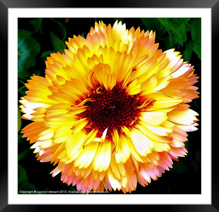 Sunshine Flower Framed Mounted Print by carolyn stewart