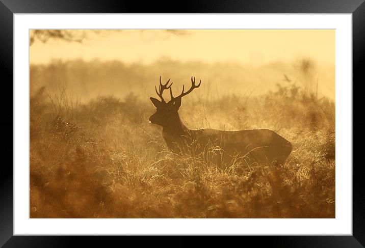 Autumn Stag Framed Mounted Print by Ian Rolfe