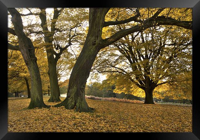 Golden Beeches Framed Print by Ian Rolfe
