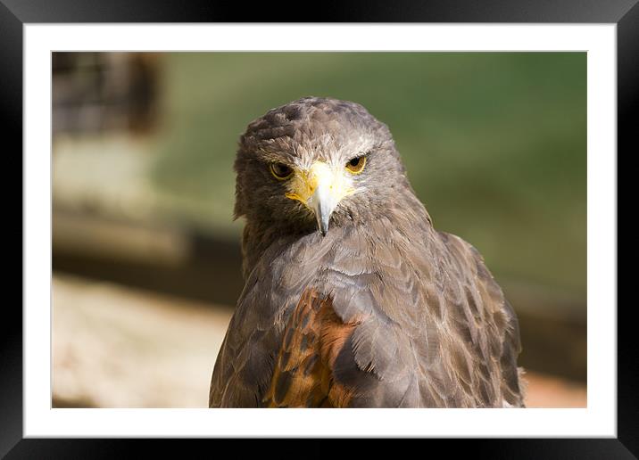 Hawk Headshot Framed Mounted Print by Simon Mordecai