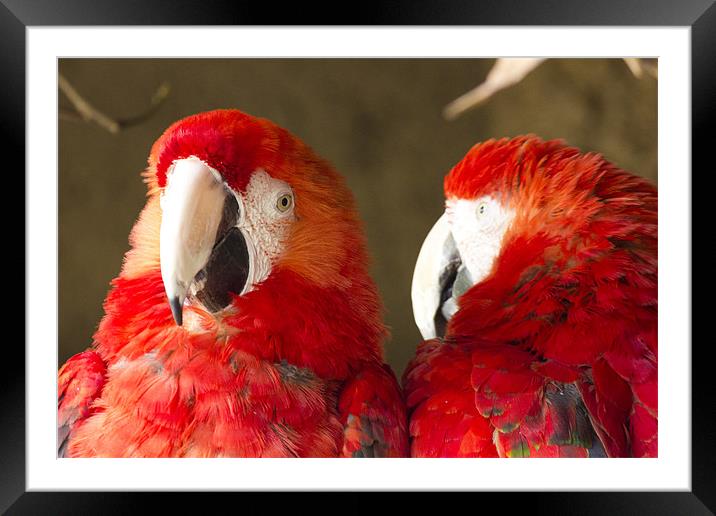 2 Bright Red Parrots Framed Mounted Print by Simon Mordecai