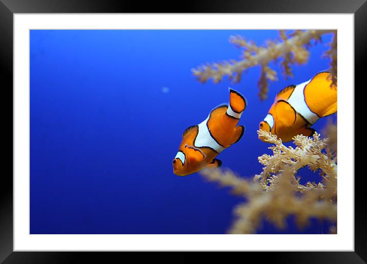 Nemo - Clown Fish Framed Mounted Print by Simon Mordecai