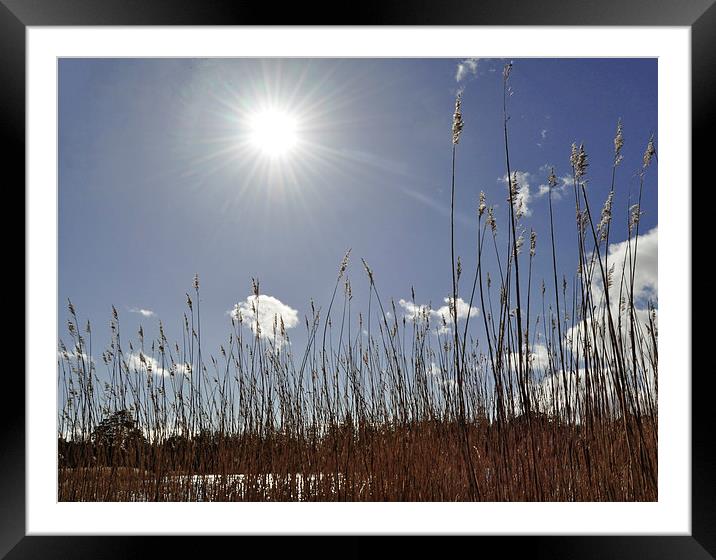  Reed Rush Framed Mounted Print by mary stevenson