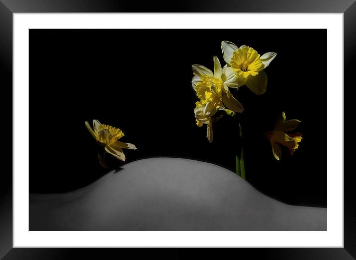  Daffodil Hill Framed Mounted Print by mary stevenson