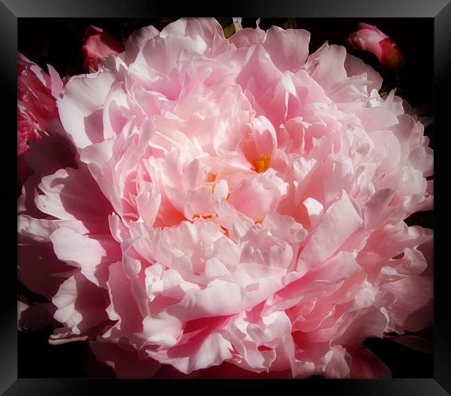 Peony Framed Print by Mary Lane