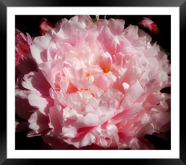 Peony Framed Mounted Print by Mary Lane