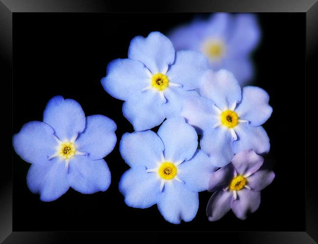 Forget-me-not Framed Print by Mary Lane