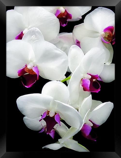 Spray of Orchids Framed Print by Mary Lane