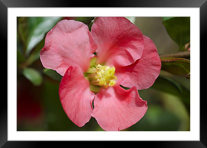 Plum Framed Mounted Print by Mary Lane