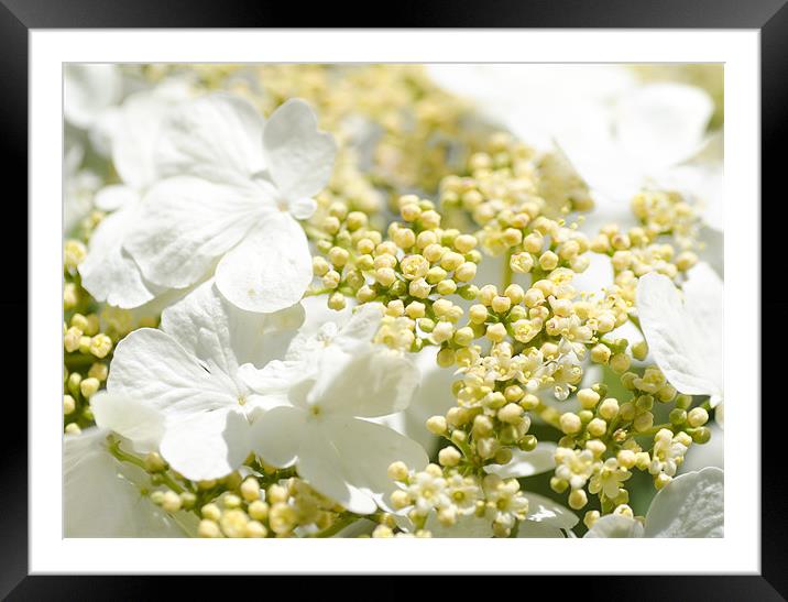 Viburnum Framed Mounted Print by Mary Lane