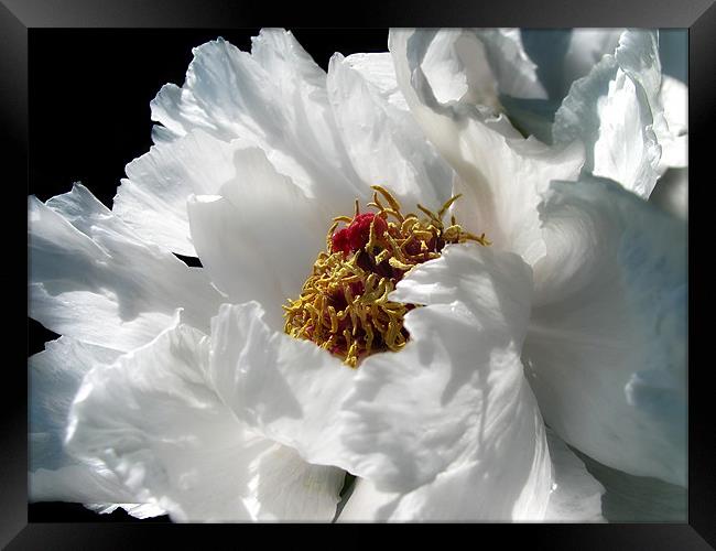White Peony Framed Print by Mary Lane