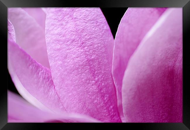 Magnolia Petals Framed Print by Mary Lane