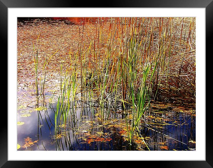 Pond and Rushes Framed Mounted Print by Mary Lane