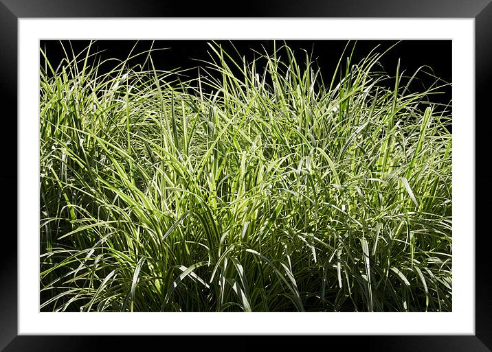 Just Grass Framed Mounted Print by Mary Lane