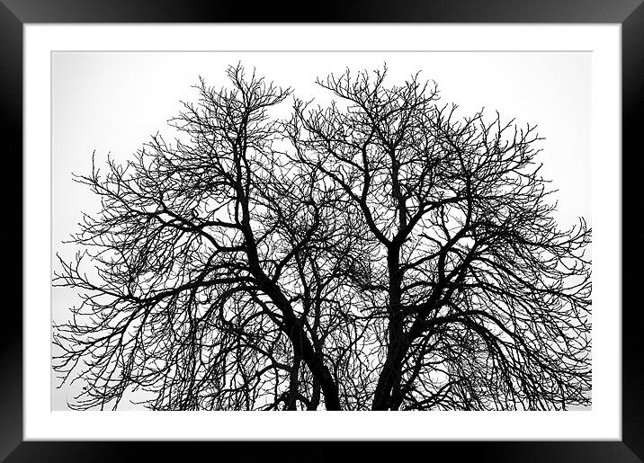 Great Old Tree Framed Mounted Print by Mary Lane