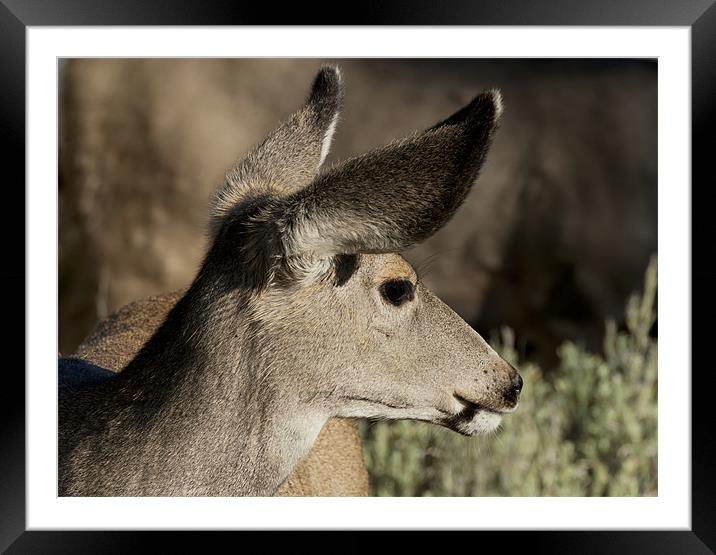 White Tailed Deer Framed Mounted Print by Mary Lane