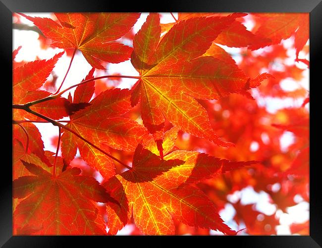 Red Maple Framed Print by Mary Lane