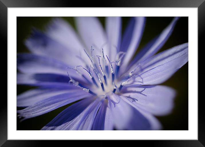Chicory Framed Mounted Print by Mary Lane