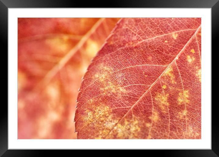 Fall Glory Framed Mounted Print by Mary Lane