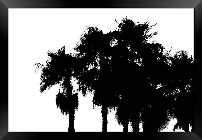 Palms Framed Print by Mary Lane