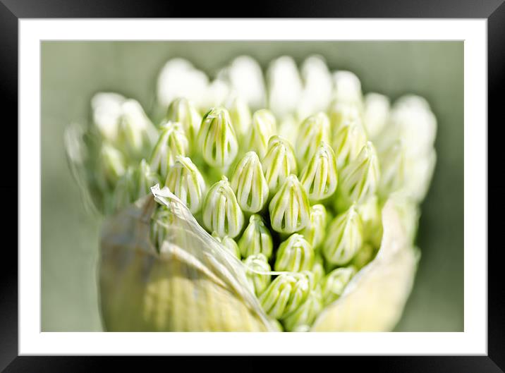 Alium Framed Mounted Print by Mary Lane