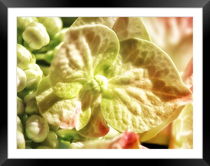 Hydrangea Framed Mounted Print by Mary Lane