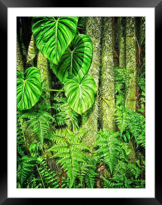 Jungle Framed Mounted Print by Mary Lane