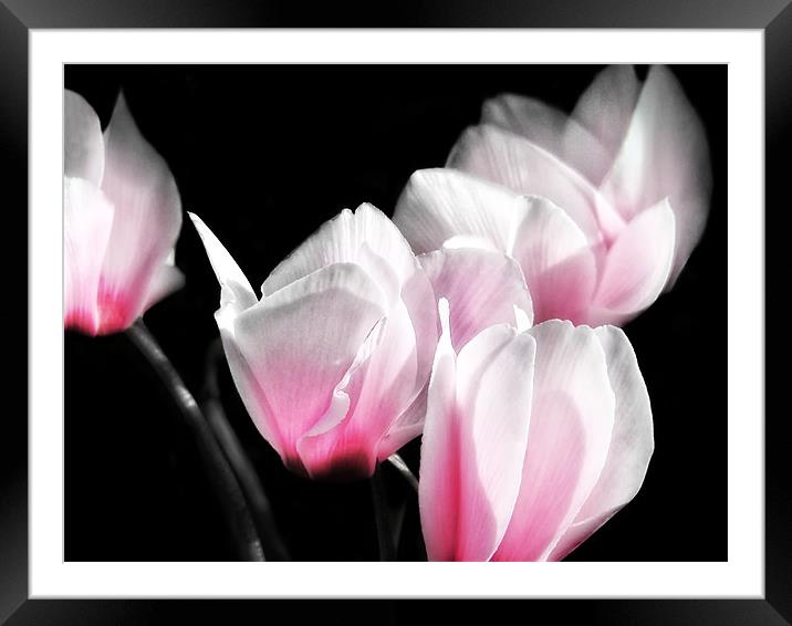 Pink Cyclamen Framed Mounted Print by Mary Lane