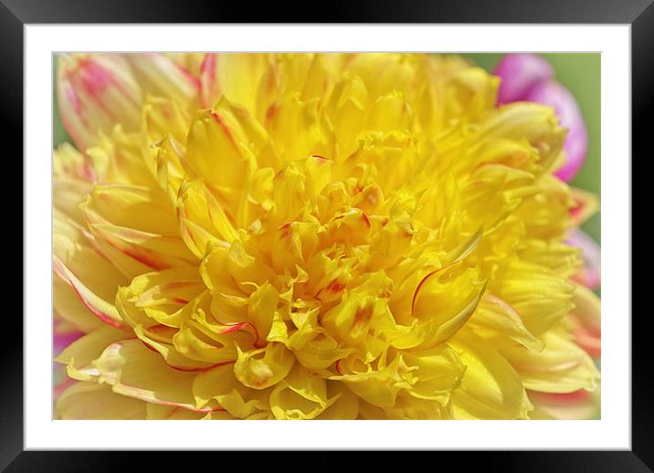 Yellow Mum Framed Mounted Print by Mary Lane