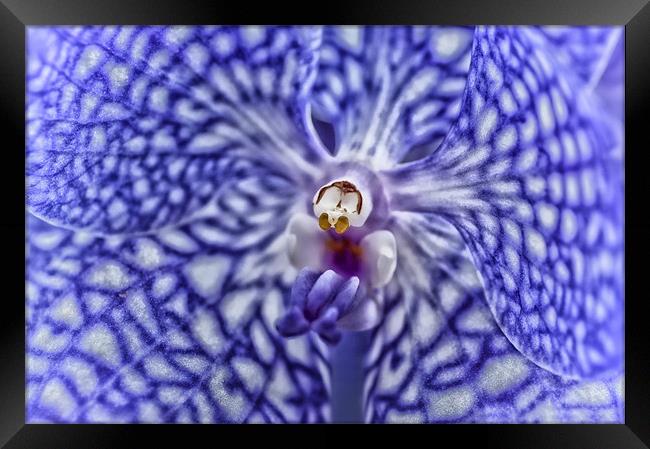 Blue Orchid Framed Print by Mary Lane