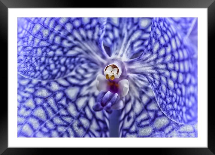 Blue Orchid Framed Mounted Print by Mary Lane