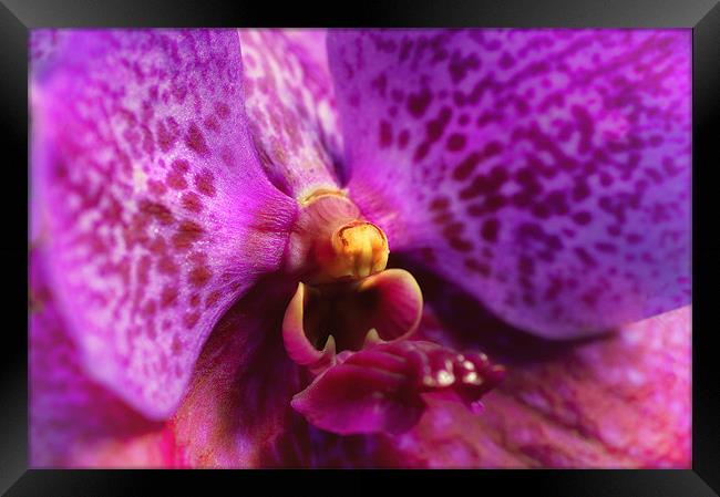 Pink Orchid Framed Print by Mary Lane