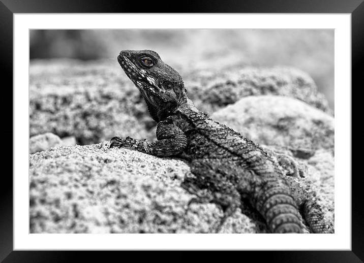 Lizard Framed Mounted Print by Mary Lane