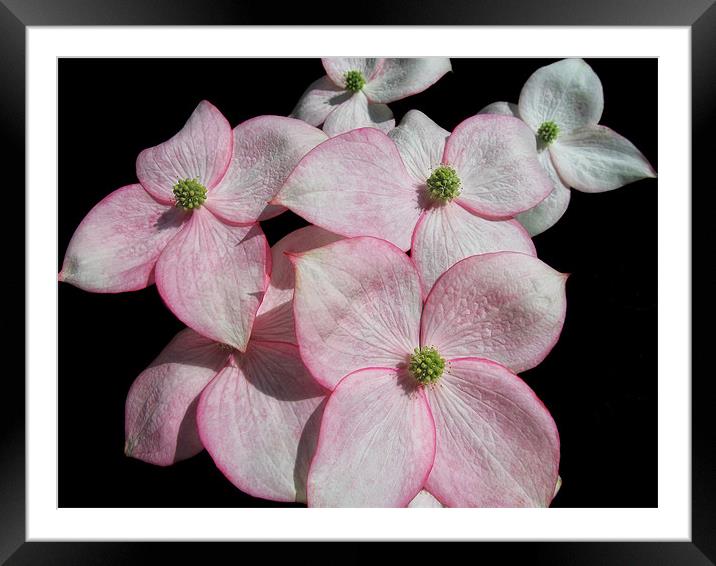 Flowering Dogwood Framed Mounted Print by Mary Lane