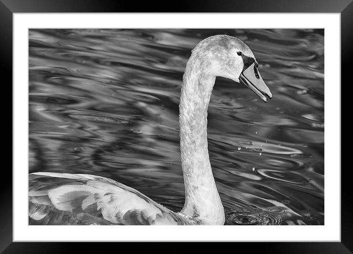 Juvenile Swan Framed Mounted Print by Mary Lane
