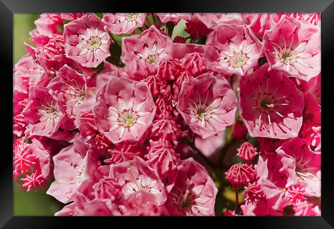 Mountain Laurel Framed Print by Mary Lane