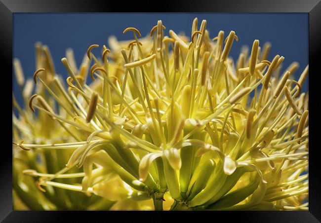 Yucca Framed Print by Mary Lane