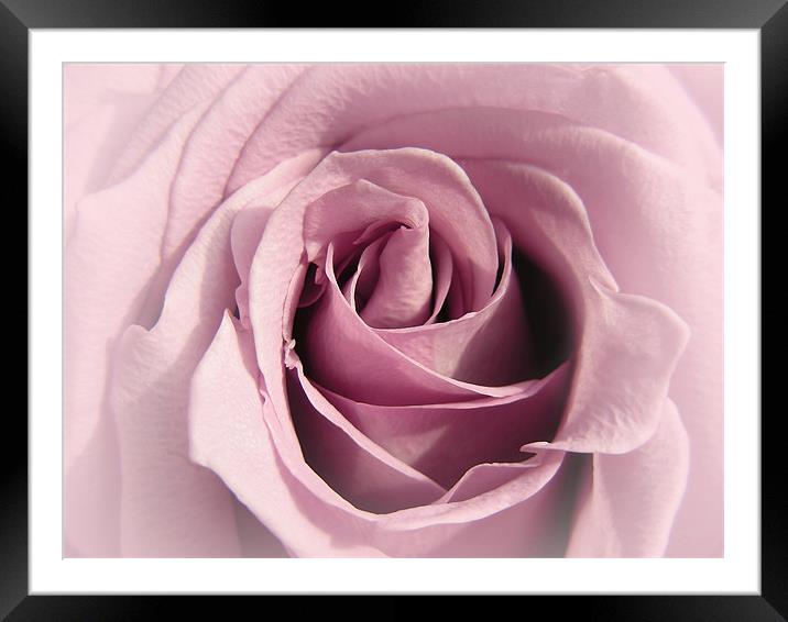 Faded Lilac Rose Framed Mounted Print by Mary Lane
