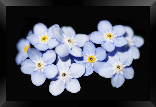 Forget Me Not Framed Print by Mary Lane