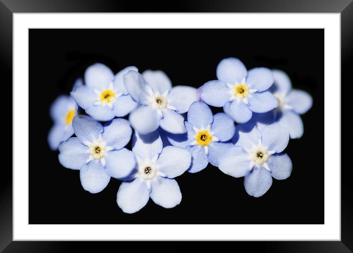 Forget Me Not Framed Mounted Print by Mary Lane