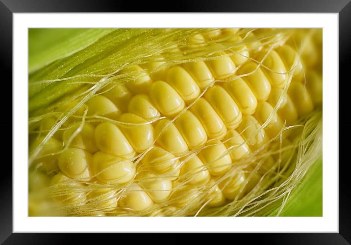 Corn Framed Mounted Print by Mary Lane