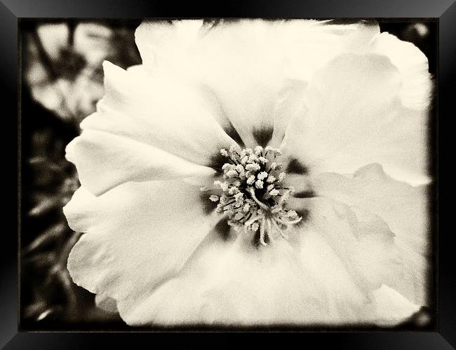 Faded White Framed Print by Mary Lane