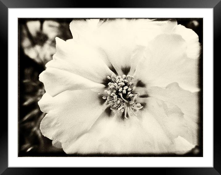 Faded White Framed Mounted Print by Mary Lane