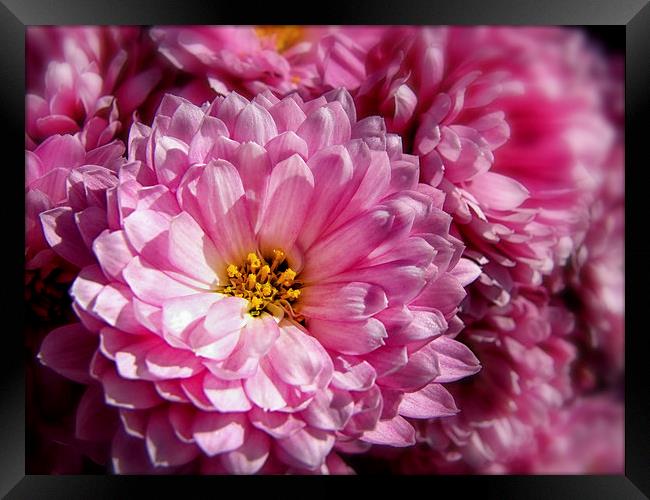 Pink Asters Framed Print by Mary Lane