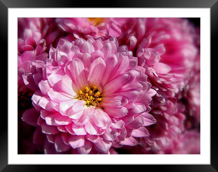 Pink Asters Framed Mounted Print by Mary Lane