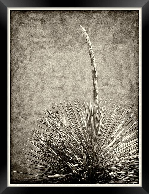 Agave and Adobe Framed Print by Mary Lane