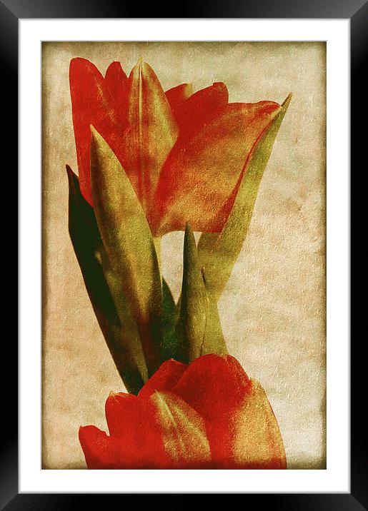 Orange Tulips Framed Mounted Print by Mary Lane