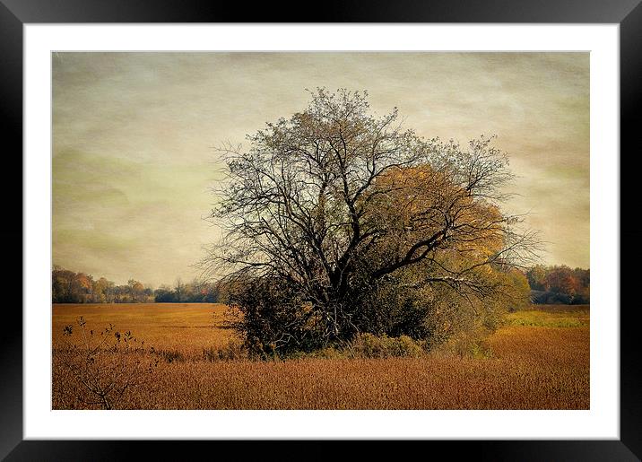 Fall Field Framed Mounted Print by Mary Lane