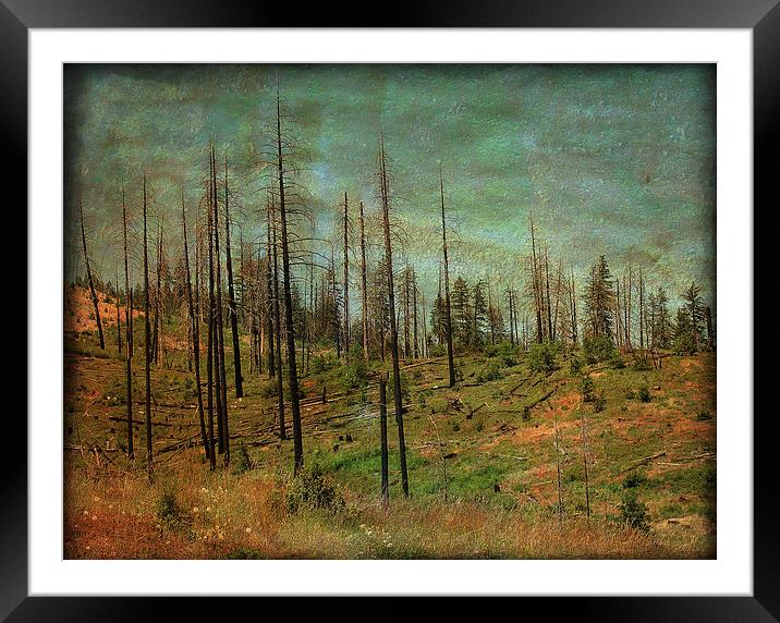 Burnt Forest Framed Mounted Print by Mary Lane